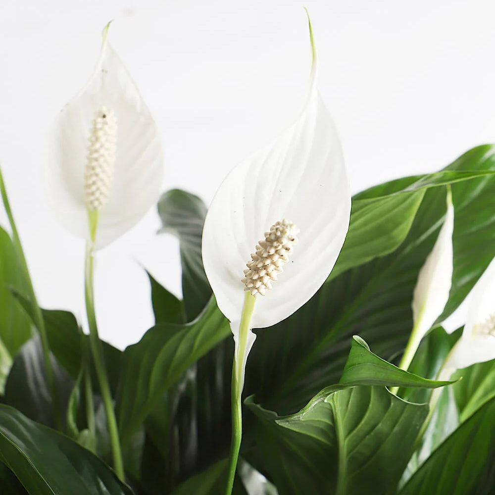 Crinul Pacii Spathiphyllum Vivaldi, planta de interior cu flori albe elegante si frunze verzi lucioase, purificator natural de aer - 75-80 cm