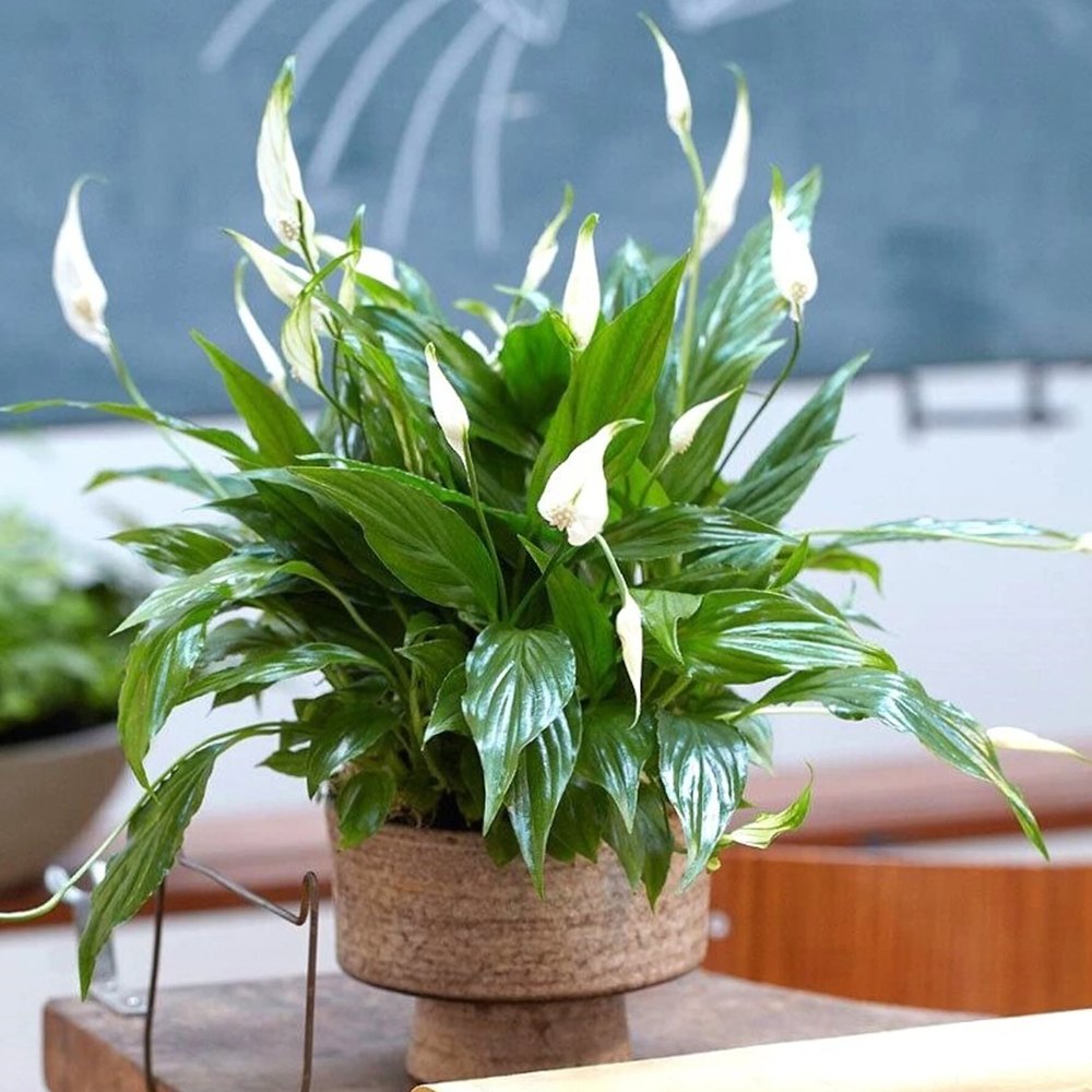 Crinul Pacii Spathiphyllum Chopin, planta de interior cu flori albe elegante si frunze verzi lucioase, purificator natural de aer - 45 cm
