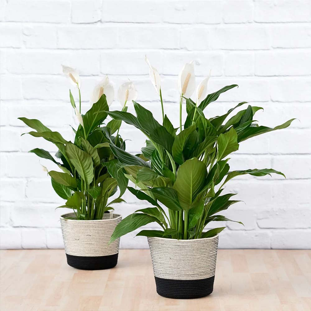 Crinul Pacii Spathiphyllum Chopin, planta de interior cu flori albe elegante si frunze verzi lucioase, purificator natural de aer - 45 cm