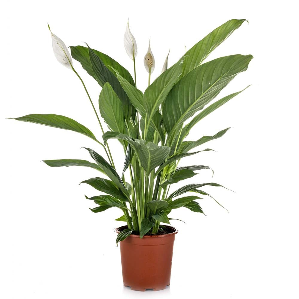 Crinul Pacii Spathiphyllum Chopin, planta de interior cu flori albe elegante si frunze verzi lucioase, purificator natural de aer - 45 cm