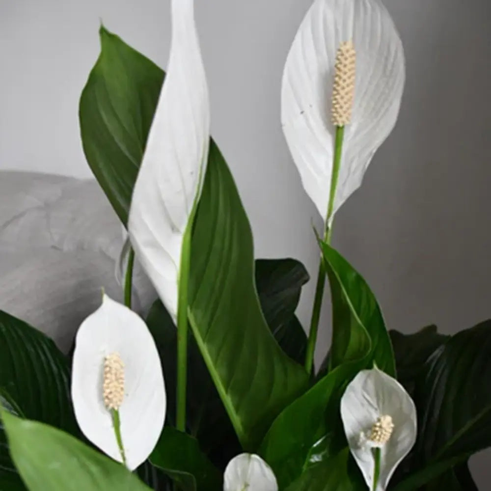 Crinul Pacii Spathiphyllum Verdi, 70-80 cm, planta de interior cu flori albe elegante si frunze verzi lucioase, purificator natural de aer