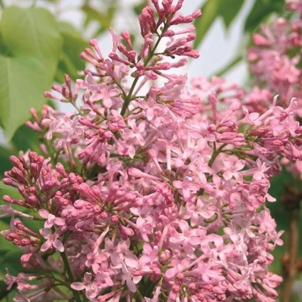 Orgona 'California Rose' – korai virágzású, intenzíven illatos rózsaszín díszcserje