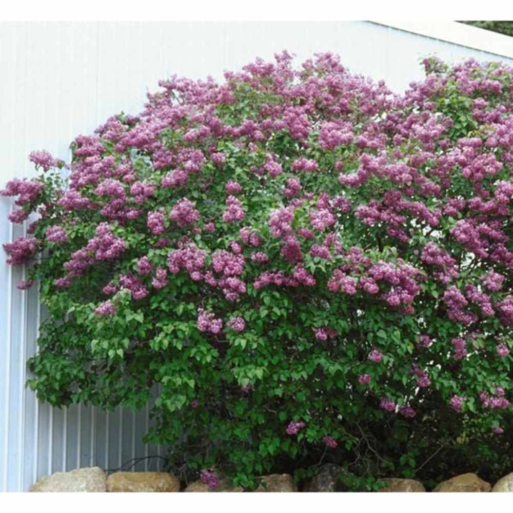 Orgona 'California Rose' – korai virágzású, intenzíven illatos rózsaszín díszcserje