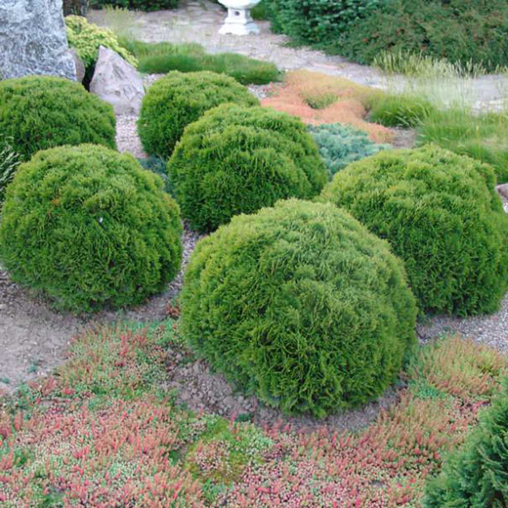 Tuia verde Danica, globular, vesnic verde, solitar sau gard viu