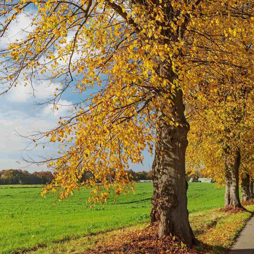 Mongol kislevelű hárs ‘Harvest Gold’ (Tilia cordata), aranysárga őszi lombú fa, illatos virágokkal, elegáns piramis koronával, városi szennyezést jól tűrő