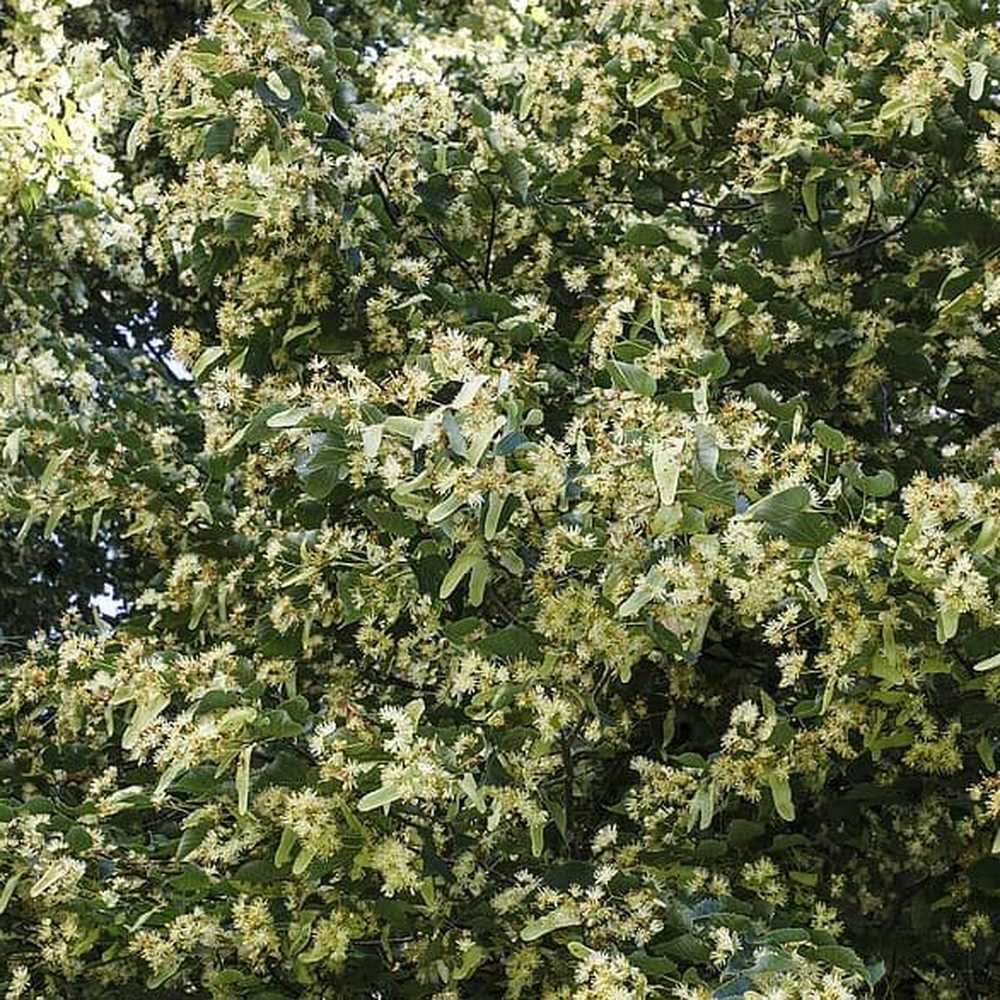 Kislevelű hárs 'Winter Orange' – télen narancsvörös ágakkal pompázó díszfa