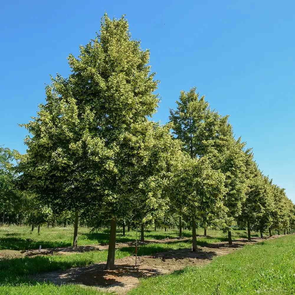 Tei cu Frunza Mica (Tilia Cordata) Rancho - Mirositor