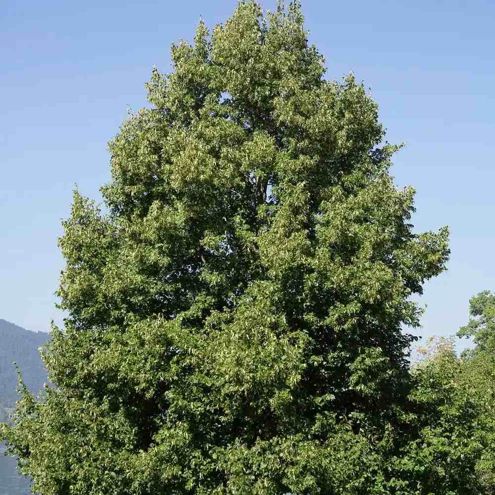 Tei cu Frunza Mica (Tilia Cordata) Rancho - Mirositor