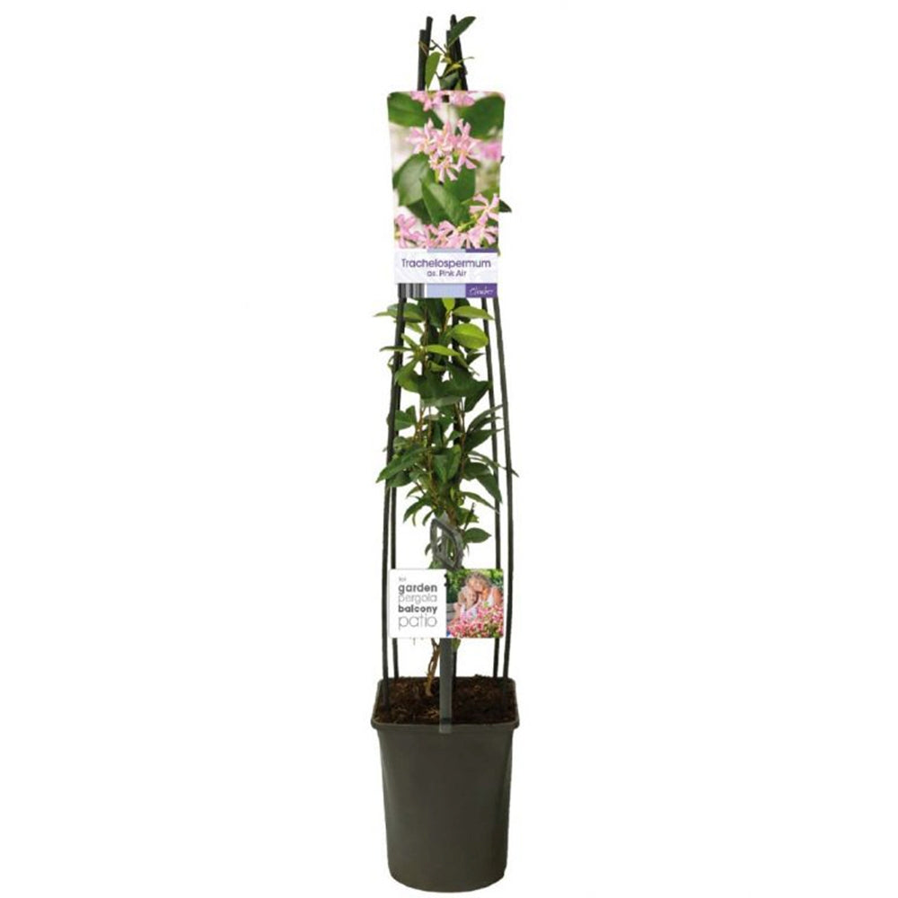 Iasomie Stelata Pink Air, planta cataratoare parfumata cu flori roz, vesnic verde, crestere rapida, rezistenta la frig