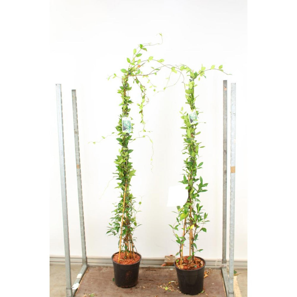 Iasomie Alba Stelata (Trachelospermum Jasminoides), cataratoare, cu flori albe foarte parfumate, cu frunzis vesnic verde, crestere rapida, rezistenta la frig