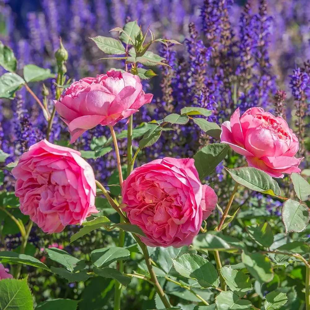 David Austin rózsa 'Boscobel' – romantikus, lazacrózsaszín, illatos angol rózsa