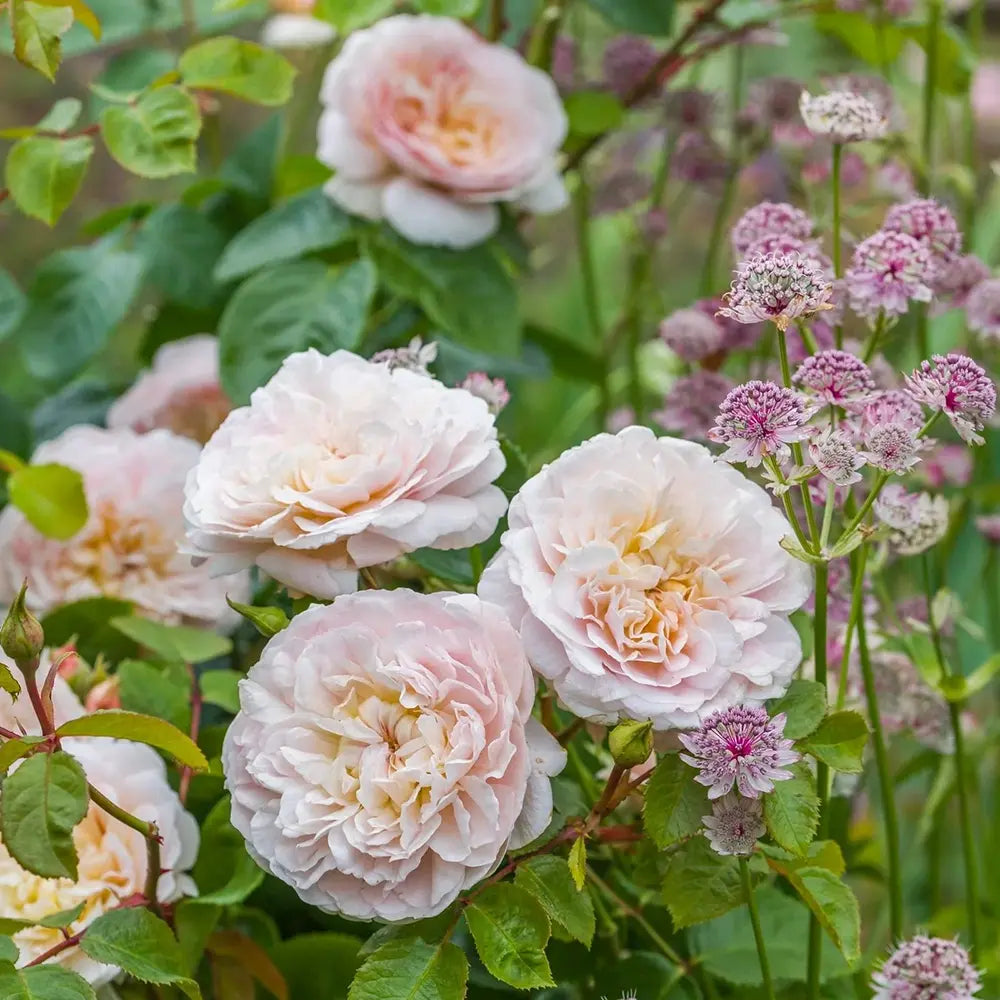 David Austin rózsa 'Emily Brontë' – romantikus, barackrózsaszín, intenzív illatú angol rózsa
