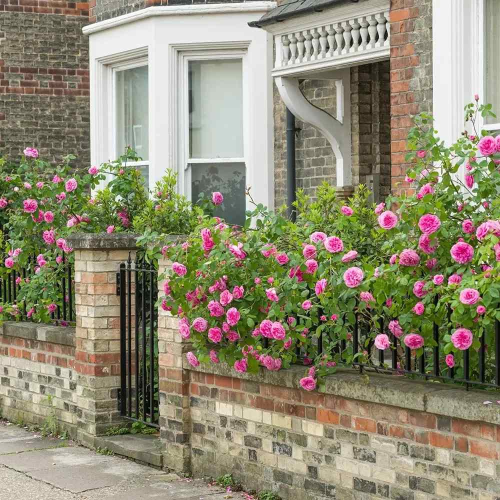 David Austin rózsa 'Gertrude Jekyll' – intenzív rózsaszín, erős illatú, ismétlődő virágzású angol rózsa