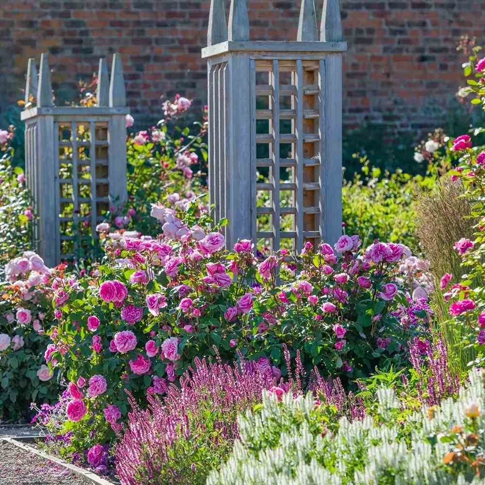 David Austin rózsa 'Gertrude Jekyll' – intenzív rózsaszín, erős illatú, ismétlődő virágzású angol rózsa