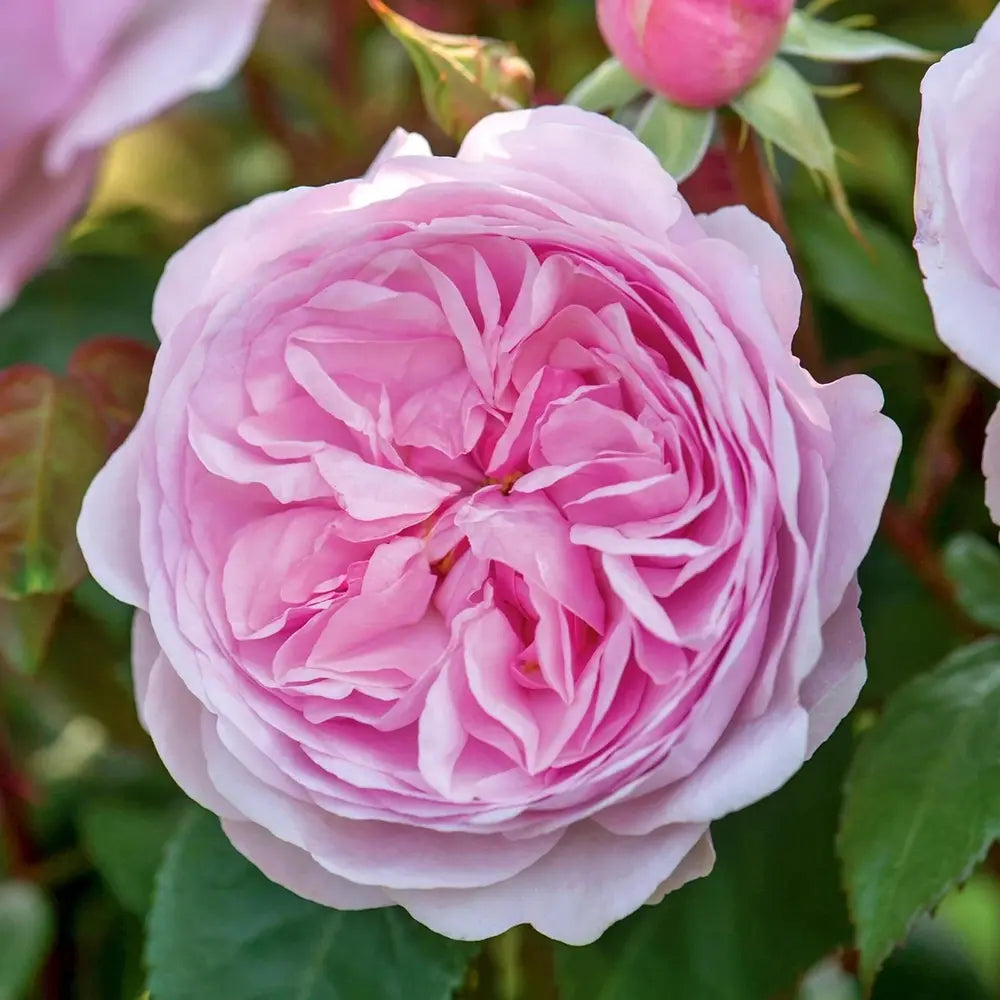 Trandafir englezesc David Austin Olivia Rose Austin® - trandafir roz delicat, flori duble, parfum intens, inflorire repetata