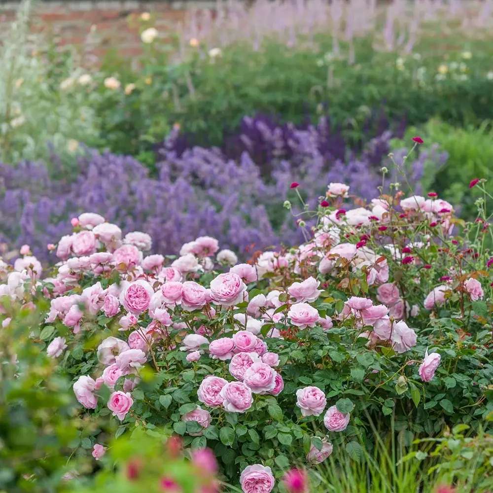 Trandafir englezesc David Austin Olivia Rose Austin® - trandafir roz delicat, flori duble, parfum intens, inflorire repetata