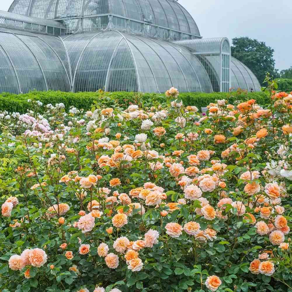 Trandafir englezesc David Austin Port Sunlight - trandafir cu flori duble piersica, parfum intens, inflorire repetata