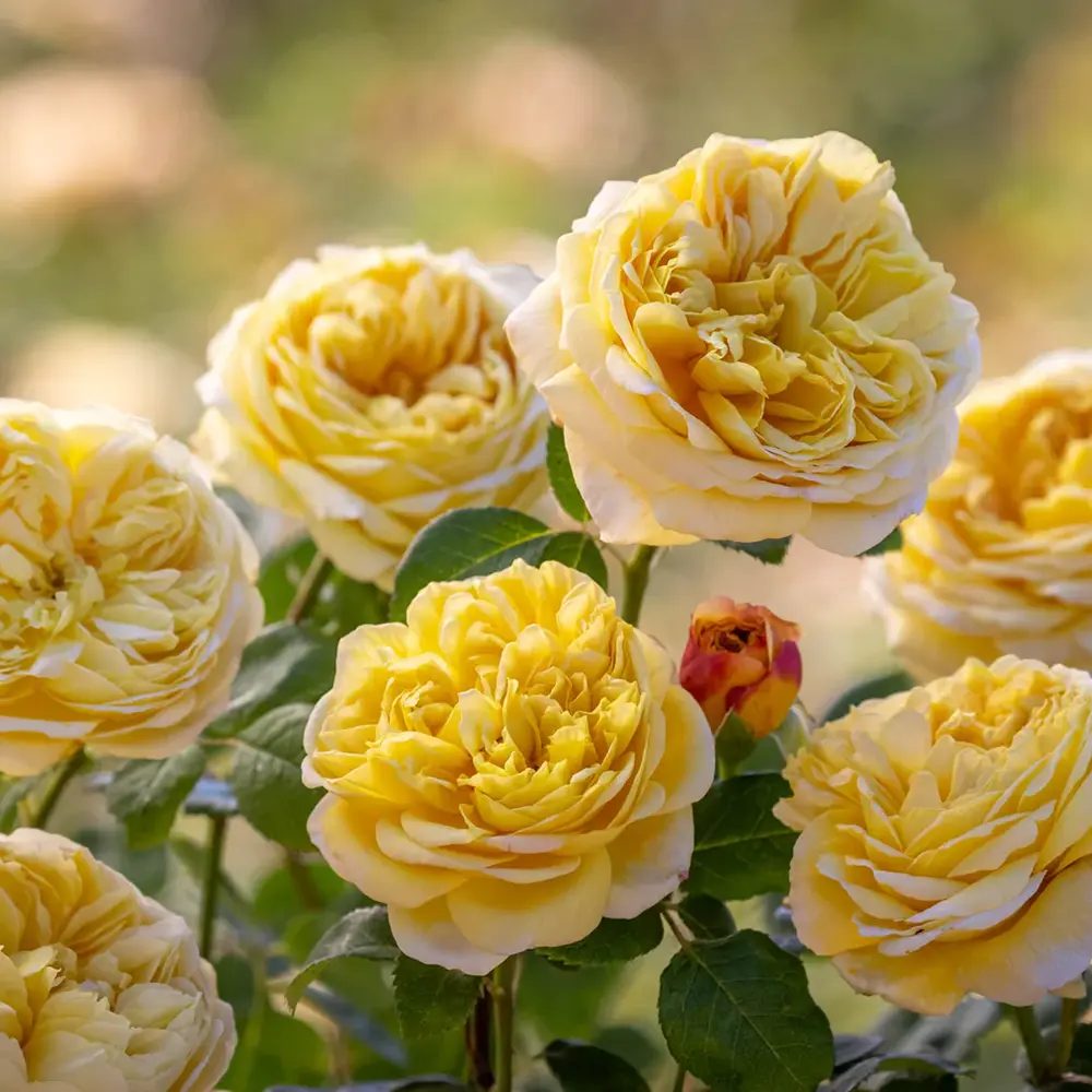 Trandafir Englezesc David Austin Charles Darwin, flori galben auriu, inflorire continua, parfum puternic