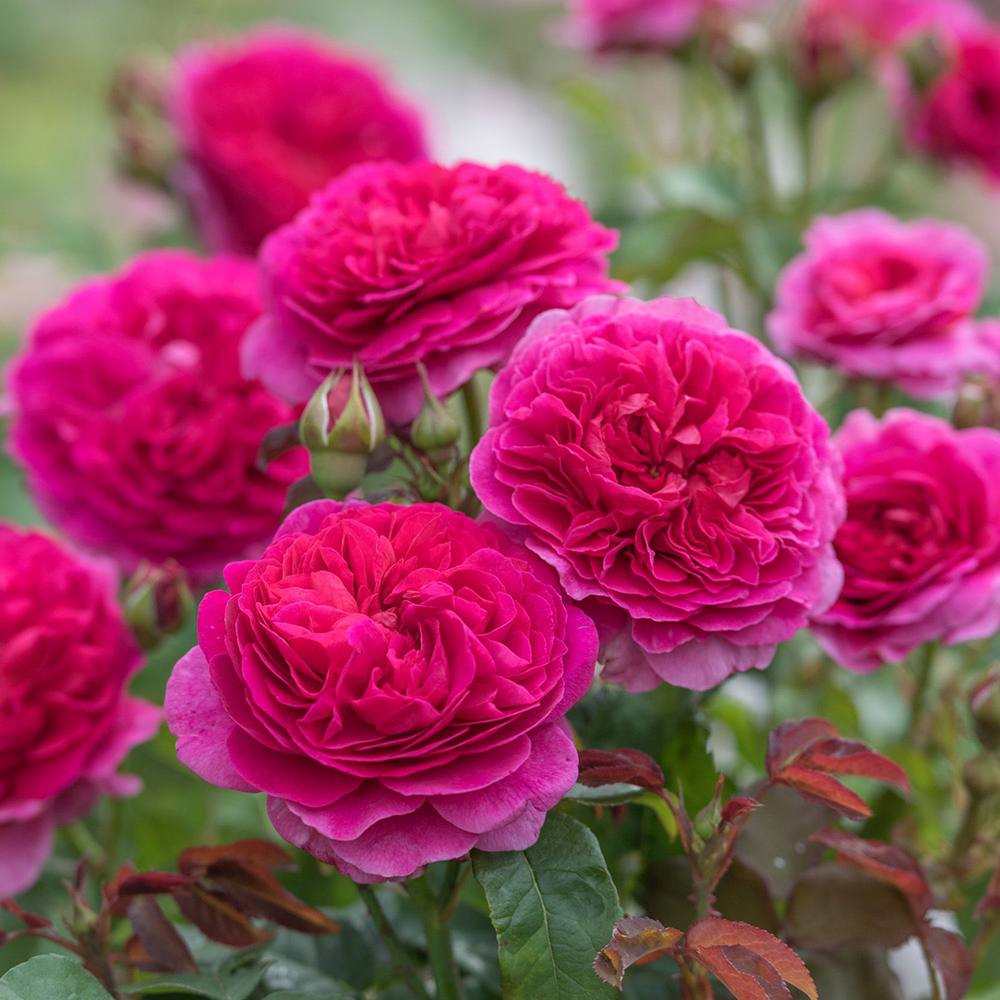 Trandafir englezesc David Austin Rosa Gabriel Oak, flori roz magenta intens intens, parfumate, rezistent la frig, inflorire continua