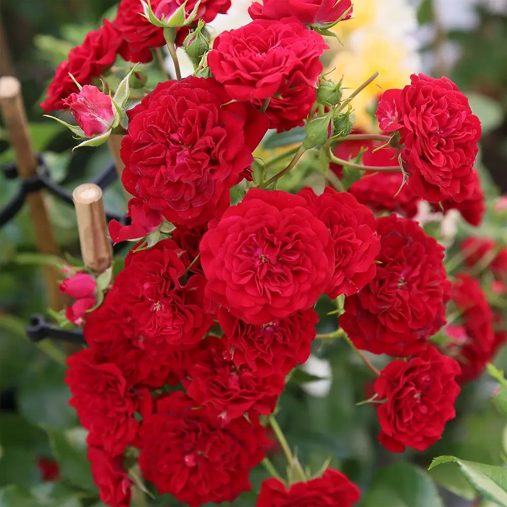 Törzses rózsa 'Crimson Siluetta' – karmínvörös, csüngő koronájú ismétlődő virágzású dísznövény