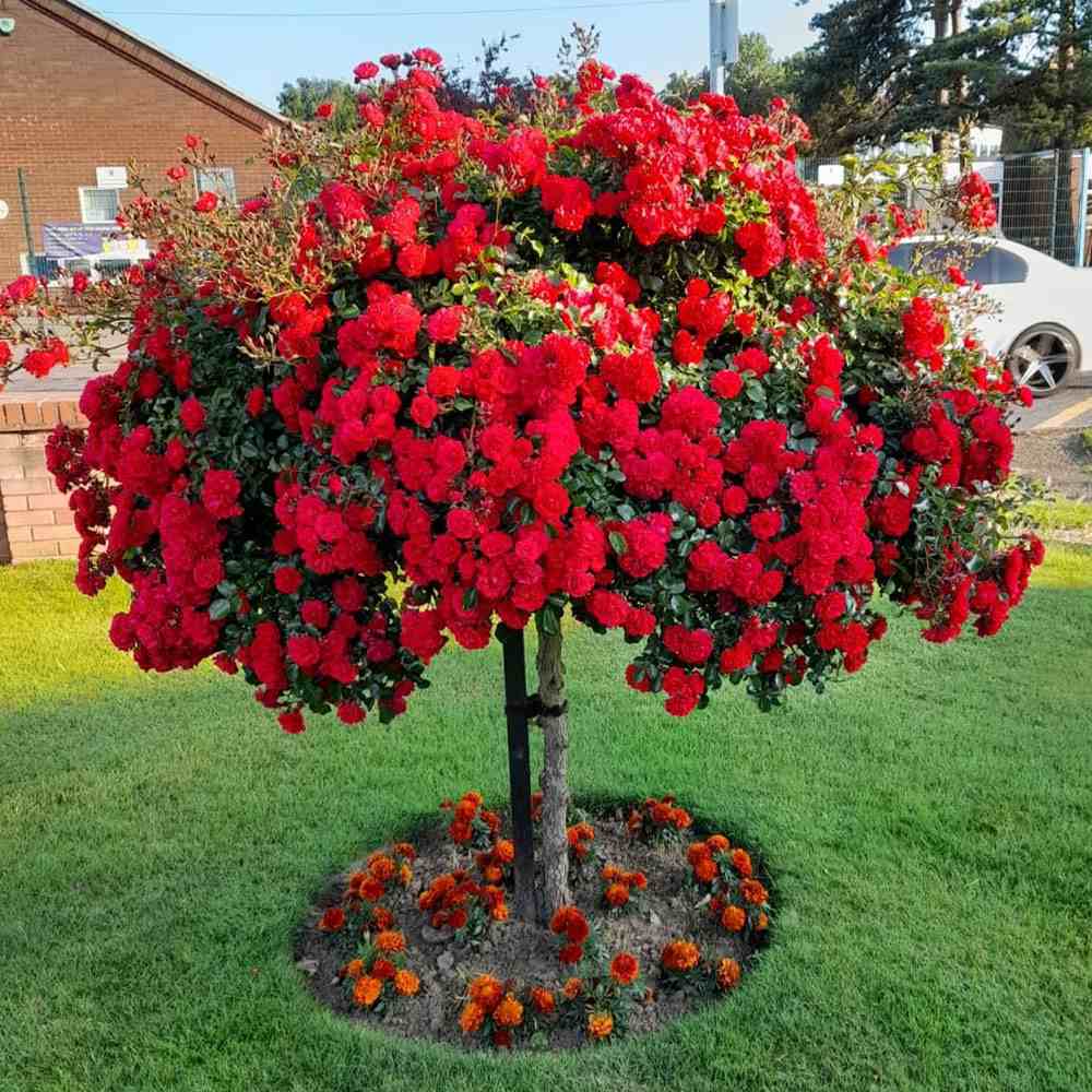 Törzses rózsa 'Crimson Siluetta' – karmínvörös, csüngő koronájú ismétlődő virágzású dísznövény