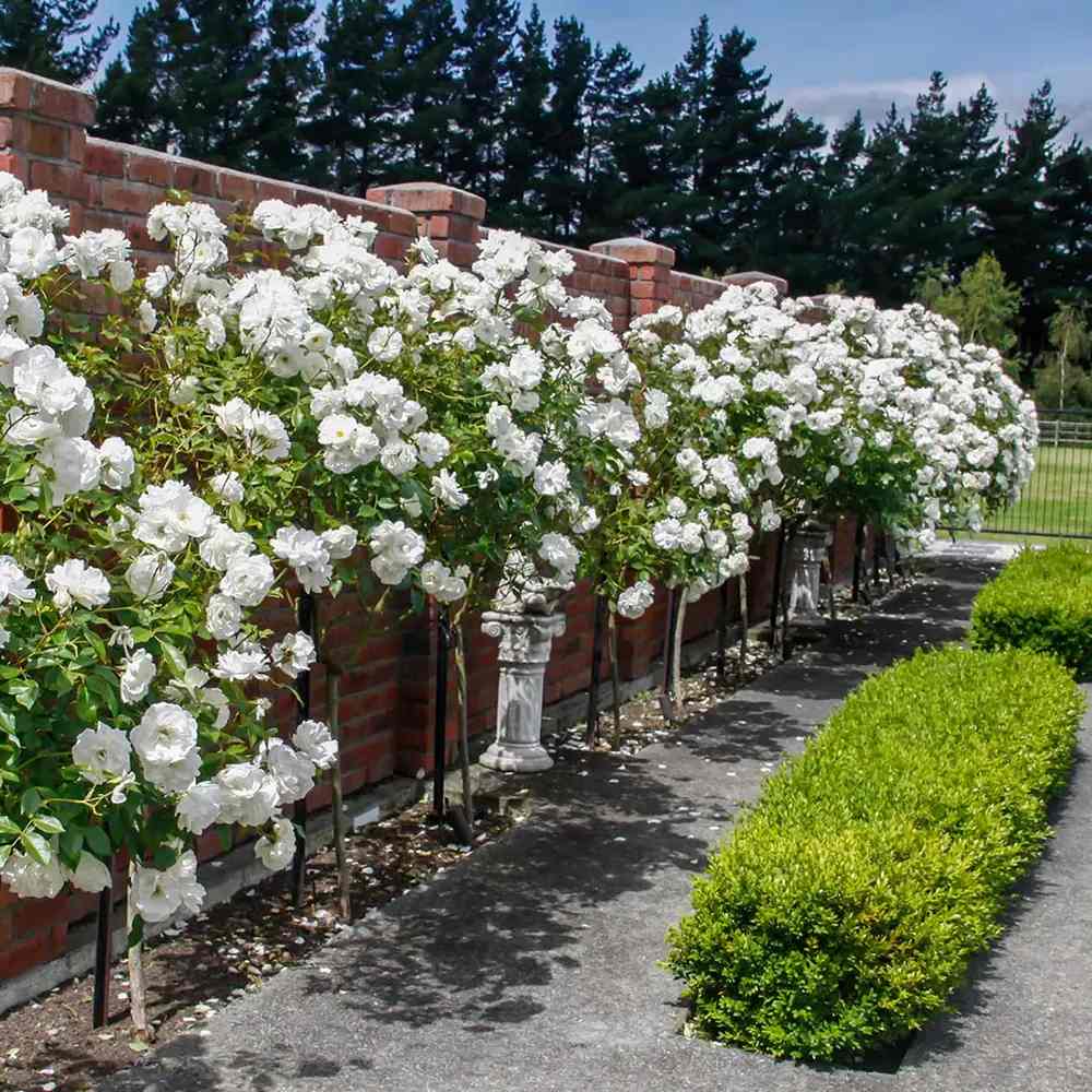 Törzses rózsa 'Grande Fiore Bianco Puro' – csüngő koronájú, tiszta fehér virágú dísznövény