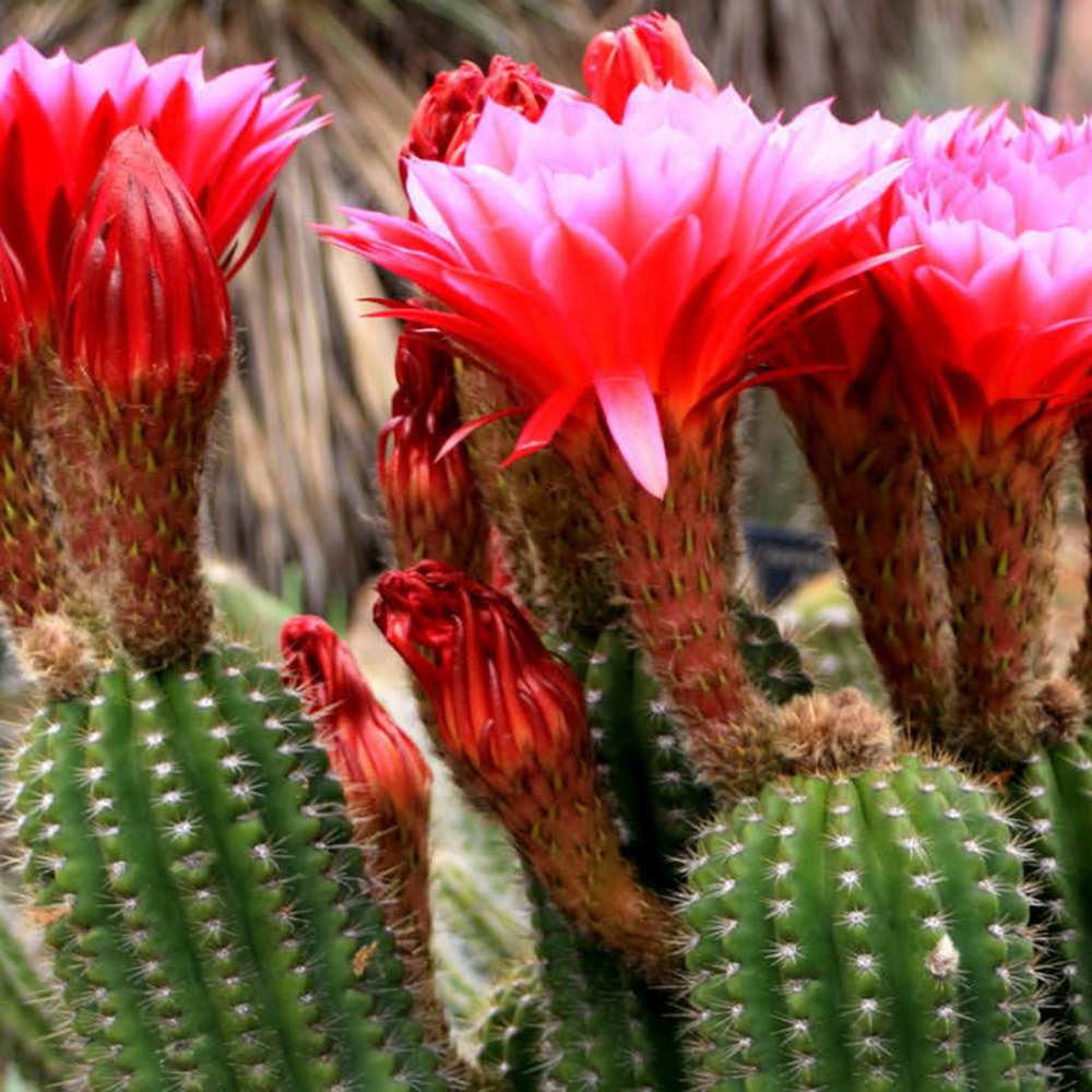 Cactus Trichocereus Huascha, cactus decorativ de interior cu flori rosii, usor de ingrijit, planta exotica - 25 cm