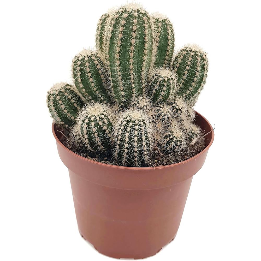 Cactus Trichocereus Huascha, cactus decorativ de interior cu flori rosii, usor de ingrijit, planta exotica - 25 cm