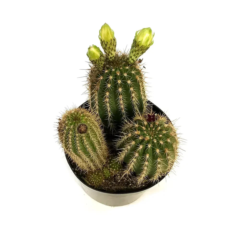 Cactus Trichocereus Huasc, cactus decorativ de interior cu flori rosii, usor de ingrijit, planta exotica - 10-20 cm