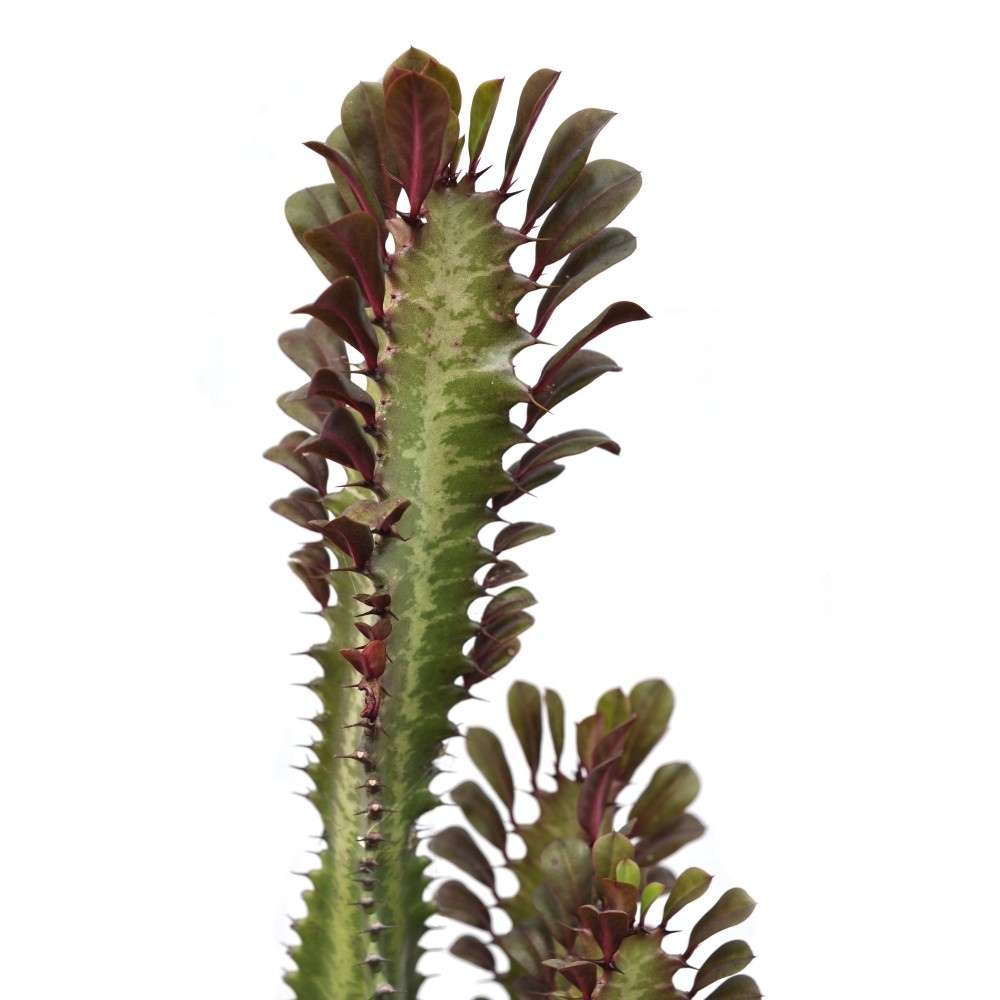Cactus Candelabru Trigona Rubra - 30 cm