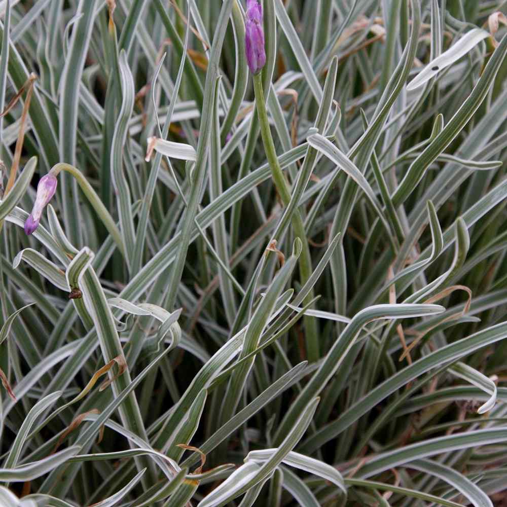 Fokhagymás tulbaghia 'Silver Lace' – tarka levelű, lila virágú évelő napos ágyásokba és cserépbe