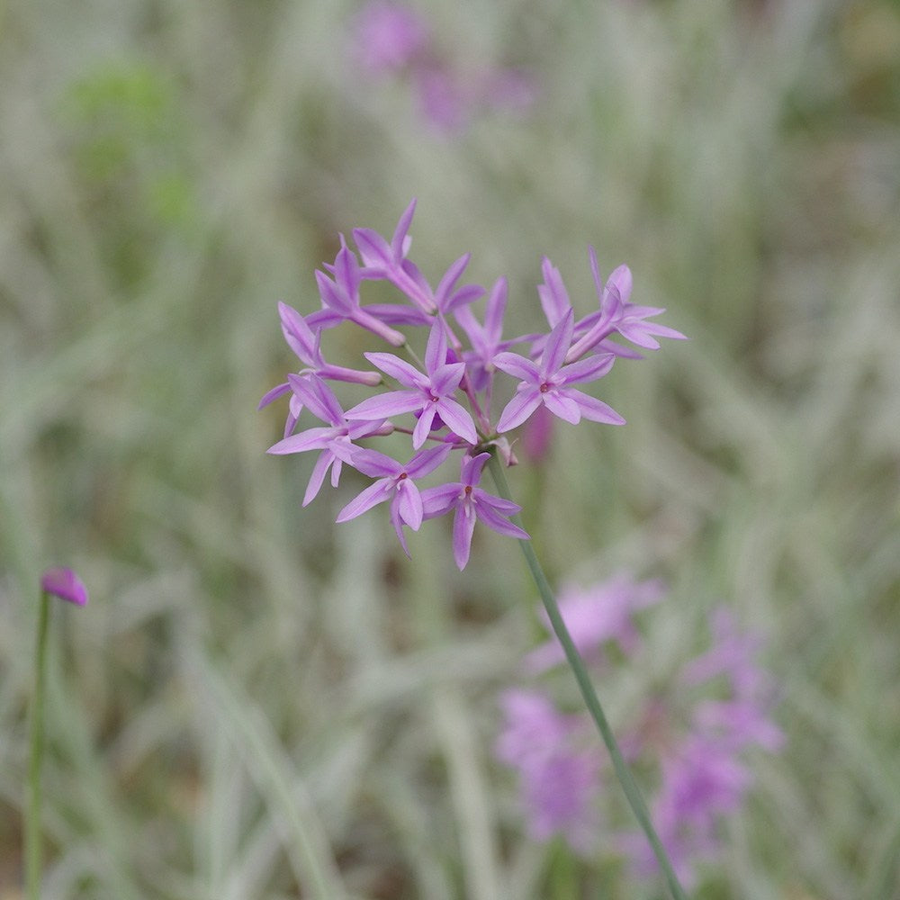 Fokhagymás tulbaghia 'Silver Lace' – tarka levelű, lila virágú évelő napos ágyásokba és cserépbe