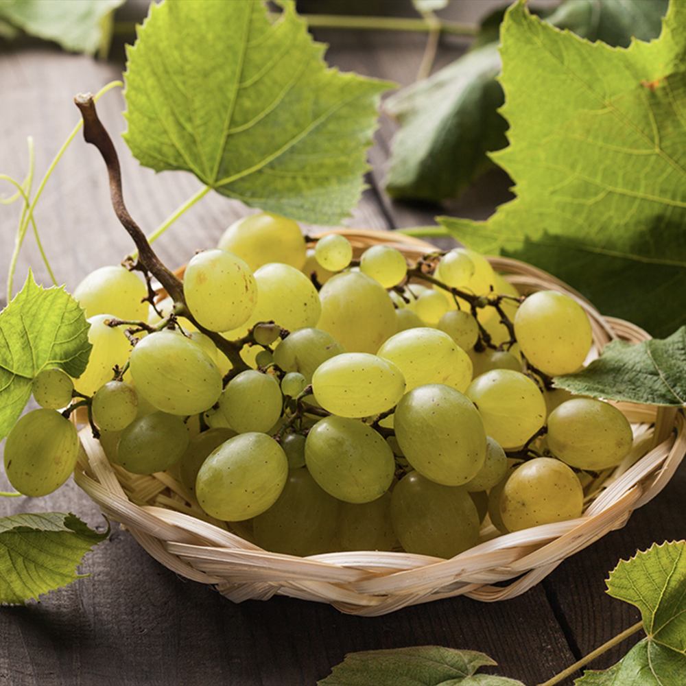 Vita de Vie (Vitis vinifera) Lakemount, cu struguri albi, dulci, an 1 pe rod