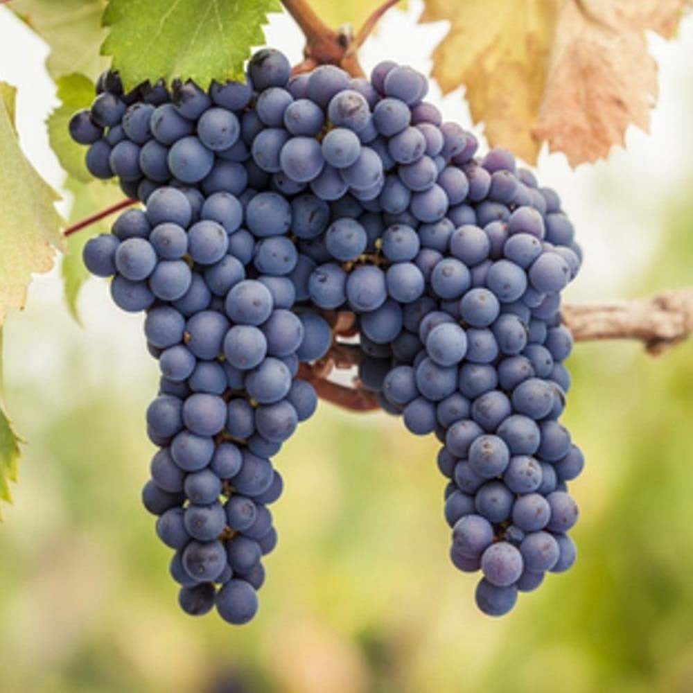 Vita de Vie (Vitis vinifera) Pinot Noir, cu struguri negri, vin aromat, an 1 pe rod