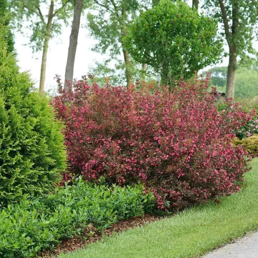 Weigela Florida Big Love, arbust decorativ cu flori roz intens, rezistent la frig