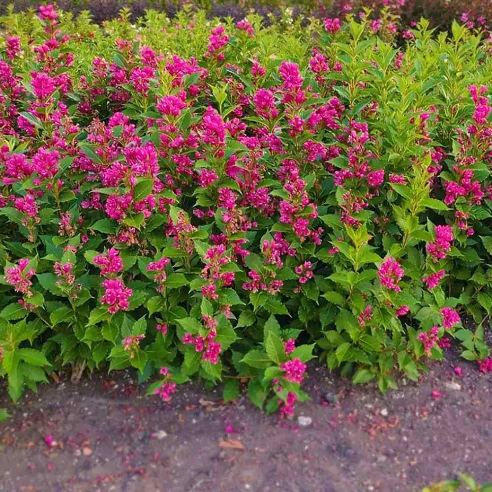 Weigela Florida Big Love, arbust decorativ cu flori roz intens, rezistent la frig