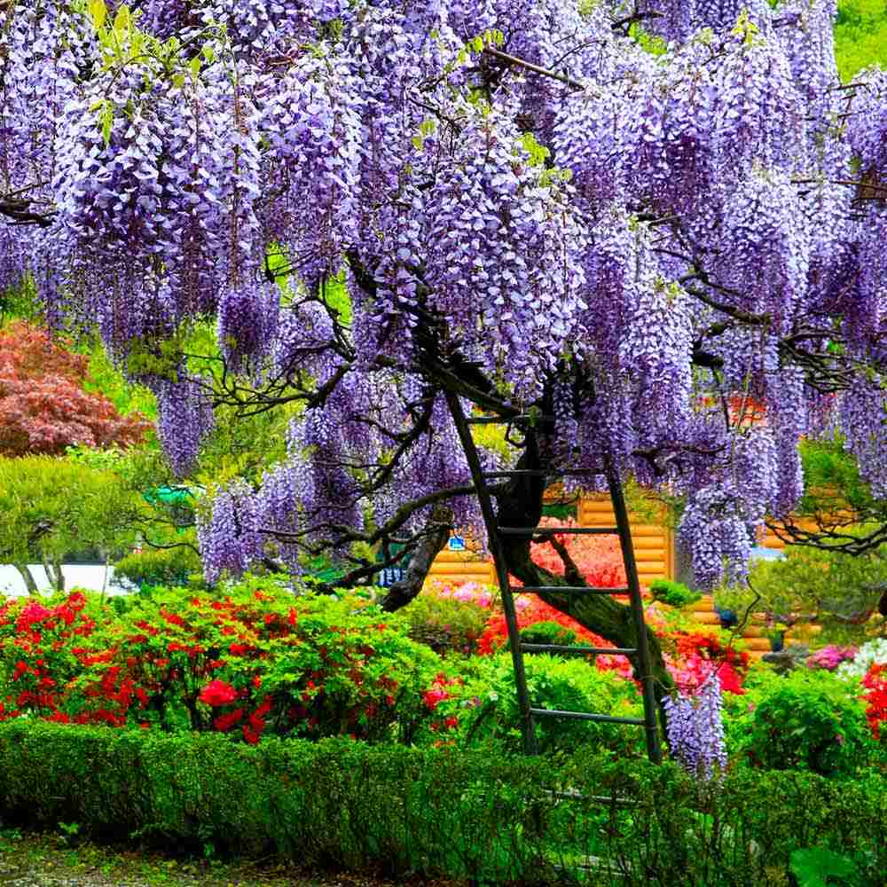 Glicina (Wisteria) cataratoare Sinensis Prolific, liana chinezeasca parfumata, inflorire abundenta, rezistenta, crestere rapida