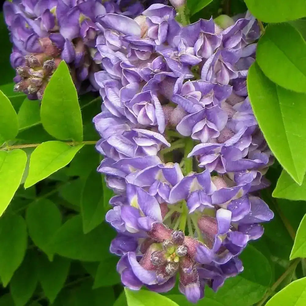 Glicina (Wisteria) cataratoare Longwood Purple, cu flori mov parfumate, crestere rapida, rezistenta la frig