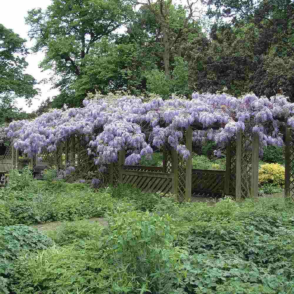 Glicina (Wisteria) cataratoare Blue Sapphire, planta cataratoare flori albastre parfumate, crestere rapida