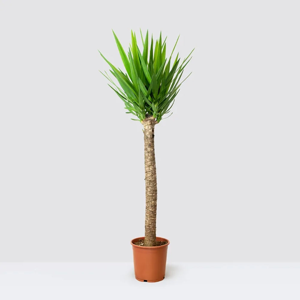 Arborele Vietii (Yucca Elephantipes), 110 cm, palmier suculent cu tulpina groasa eleganta, planta de interior rezistenta, ingrijire usoara