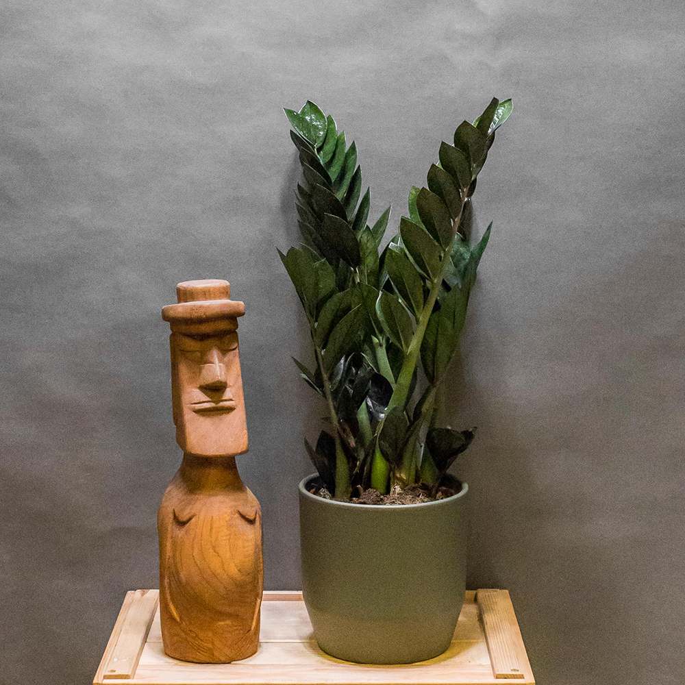 Planta Norocului (Zamioculcas Zamiifolia) Super Nova, 70 cm, 10 tulpini/ghiveci, planta de apartament cu frunze suculente, rezistent umbra, rezistenta, udare rara