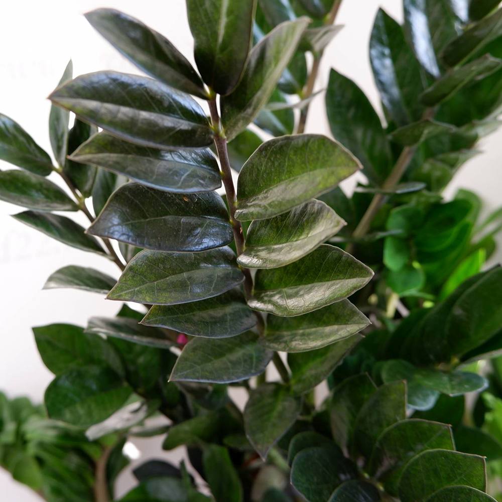 Planta Norocului (Zamioculcas Zamiifolia) Super Nova, 70 cm, 10 tulpini/ghiveci, planta de apartament cu frunze suculente, rezistent umbra, rezistenta, udare rara