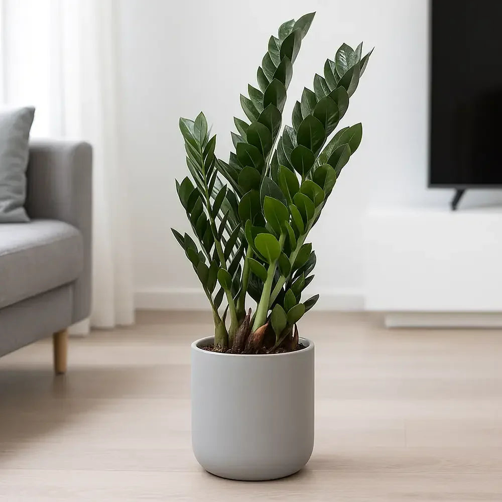 Planta Norocului (Zamioculcas Zamiifolia) Super Nova, 70 cm, 10 tulpini/ghiveci, planta de apartament cu frunze suculente, rezistent umbra, rezistenta, udare rara