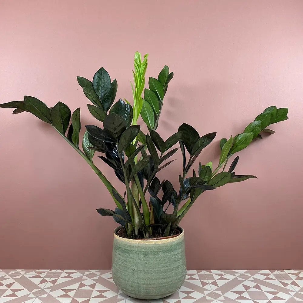 Planta Norocului (Zamioculcas Zamiifolia) Raven, 3 tulpini/ghiveci, planta de apartament cu frunze negre lucioase, rezistenta umbra, udare rara - 50 cm