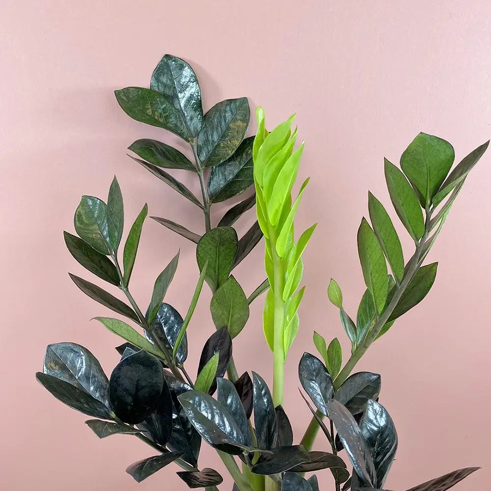 Planta Norocului (Zamioculcas Zamiifolia) Raven, 3 tulpini/ghiveci, planta de apartament cu frunze negre lucioase, rezistenta umbra, udare rara - 70 cm