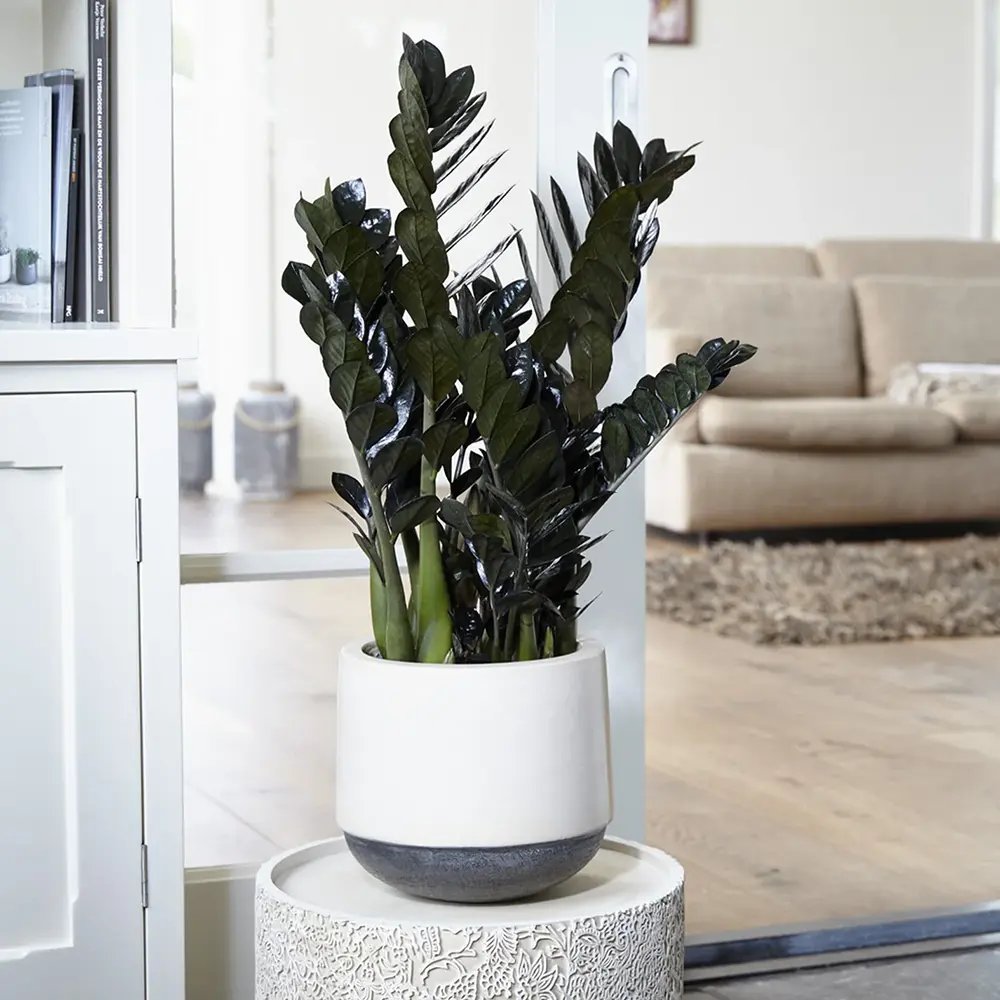 Planta Norocului (Zamioculcas Zamiifolia) Raven, 3 tulpini/ghiveci, planta de apartament cu frunze negre lucioase, rezistenta umbra, udare rara - 50 cm
