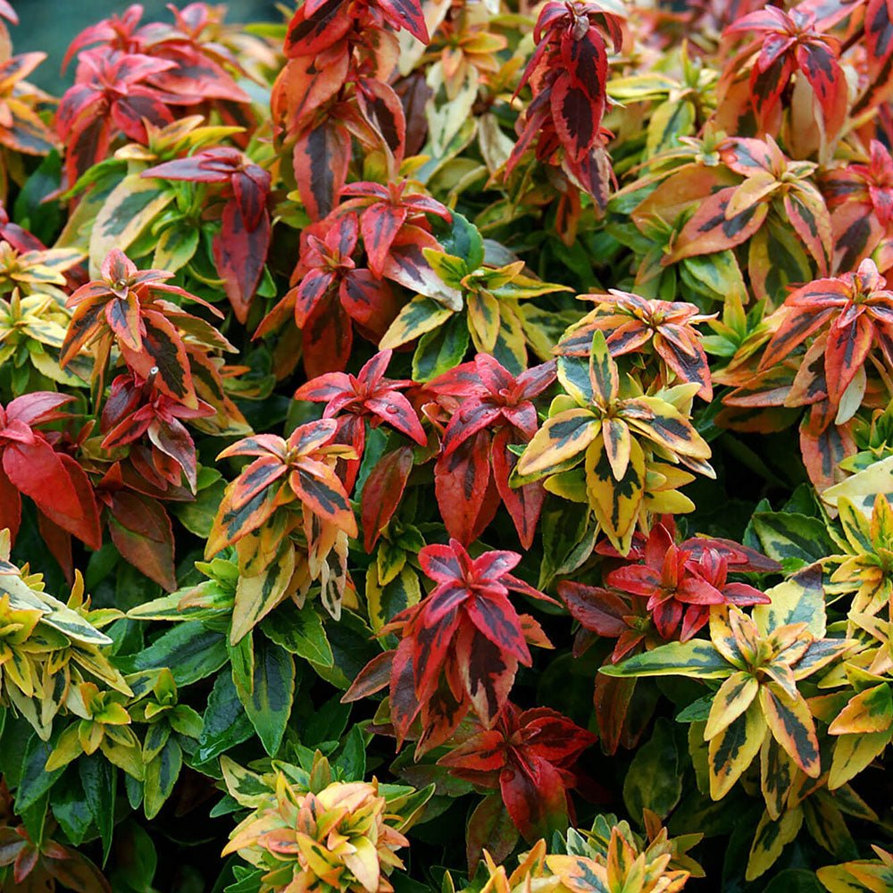 Abelia grandiflora Kaleidoscope, cu floare roz