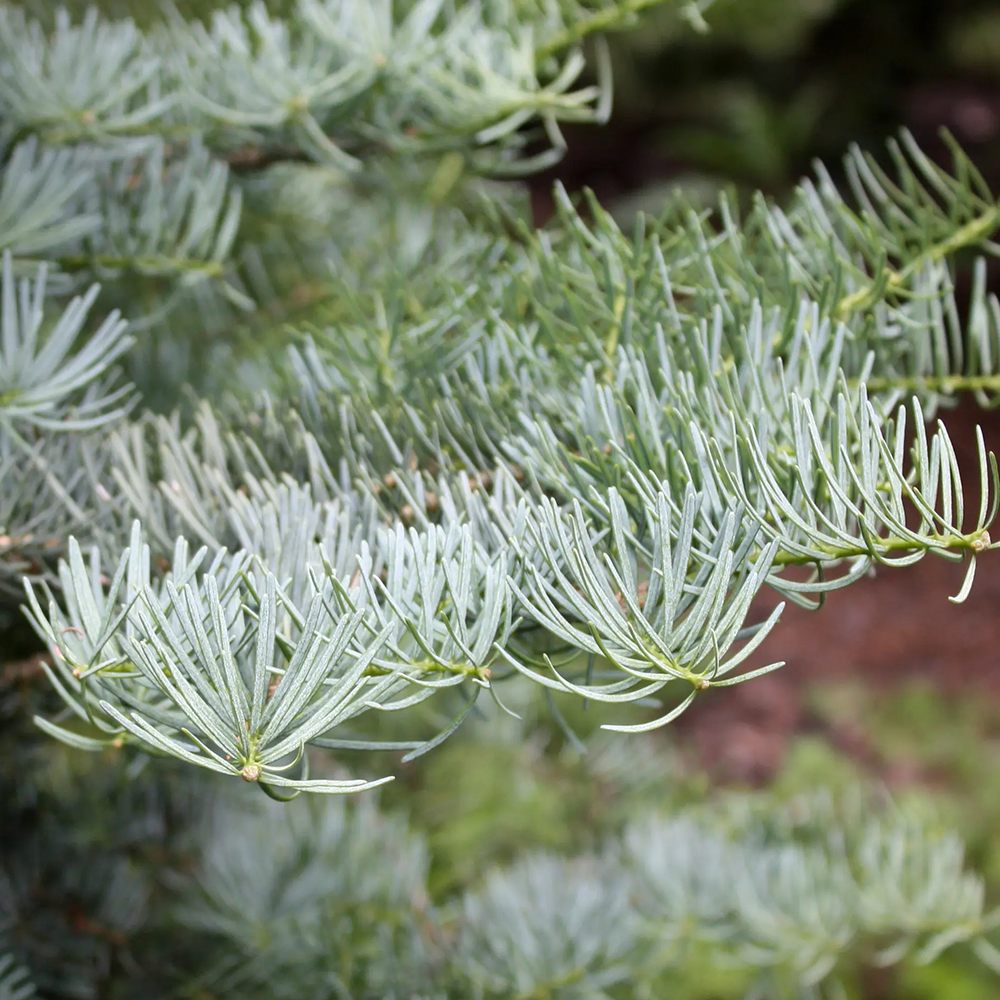 Brad Alb Pitic Archer's Dwarf (Abies Concolor), conifer decorativ cu ace verzi-albastrui, vesnic verde, Ideal pentru ghiveci si gradina mica