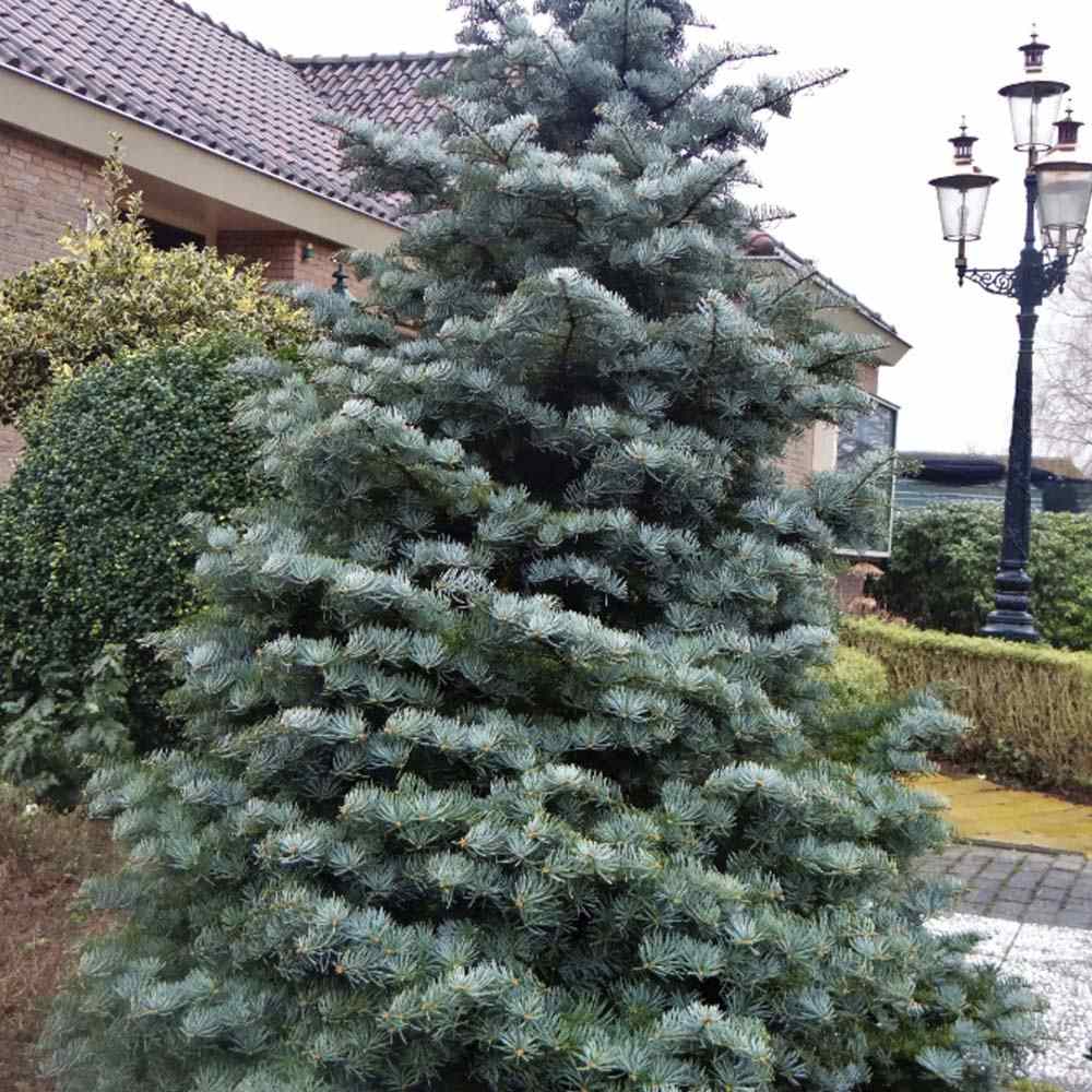 Brad Alb Pitic Archer's Dwarf (Abies Concolor), conifer decorativ cu ace verzi-albastrui, vesnic verde, Ideal pentru ghiveci si gradina mica