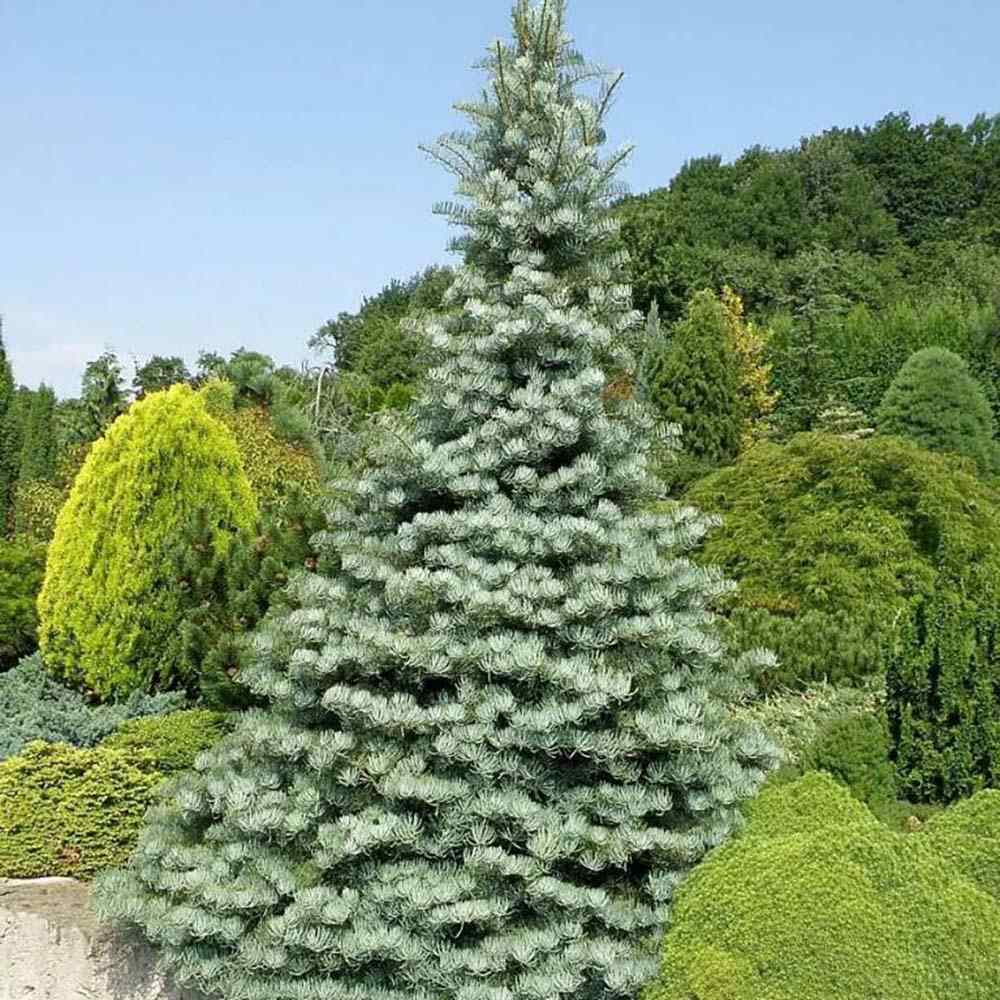 Brad Alb Pitic Archer's Dwarf (Abies Concolor), conifer decorativ cu ace verzi-albastrui, vesnic verde, Ideal pentru ghiveci si gradina mica